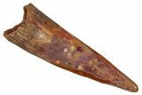 Fossil Pterosaur (Siroccopteryx) Tooth - Morocco #274254-1